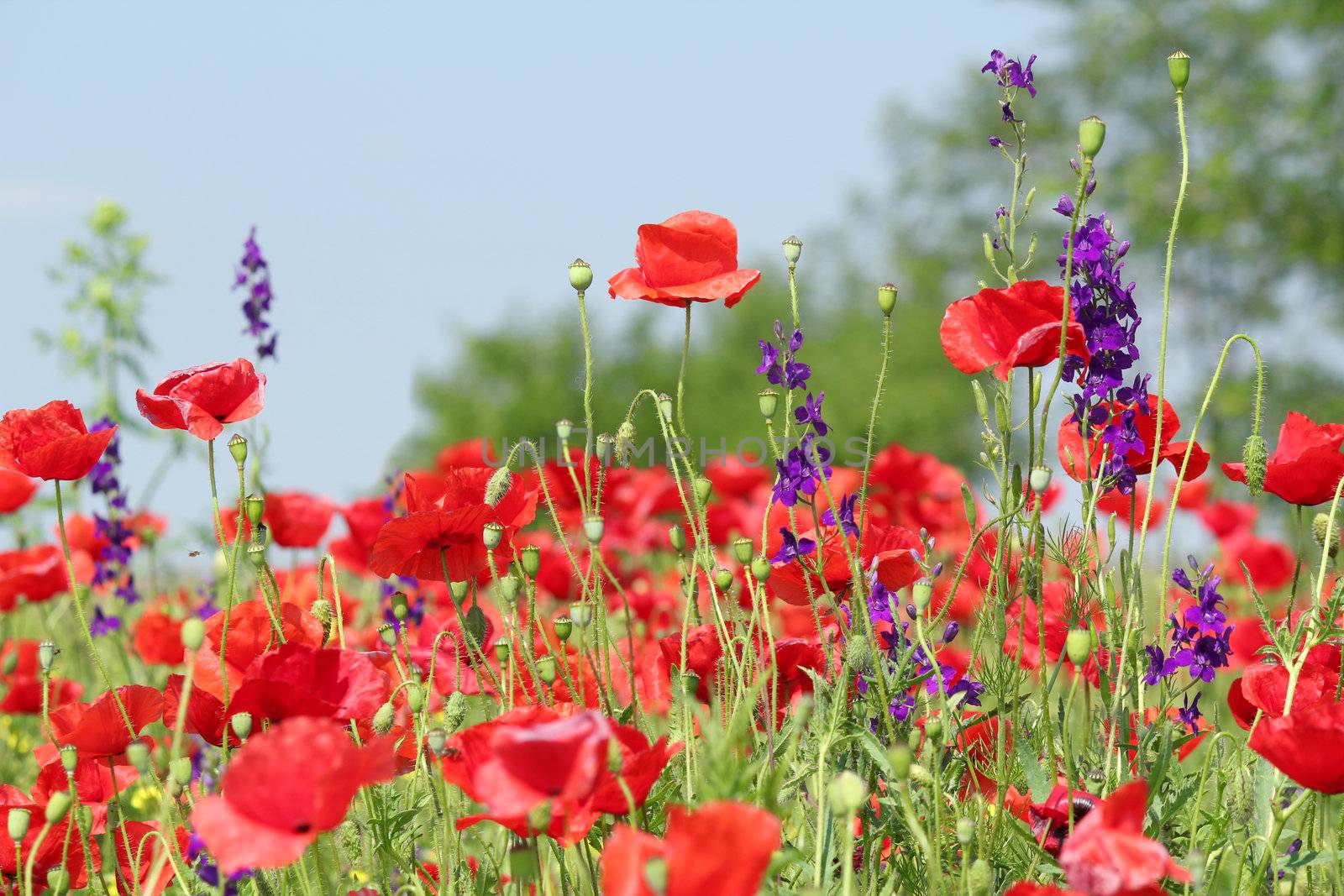 poppy field by goce