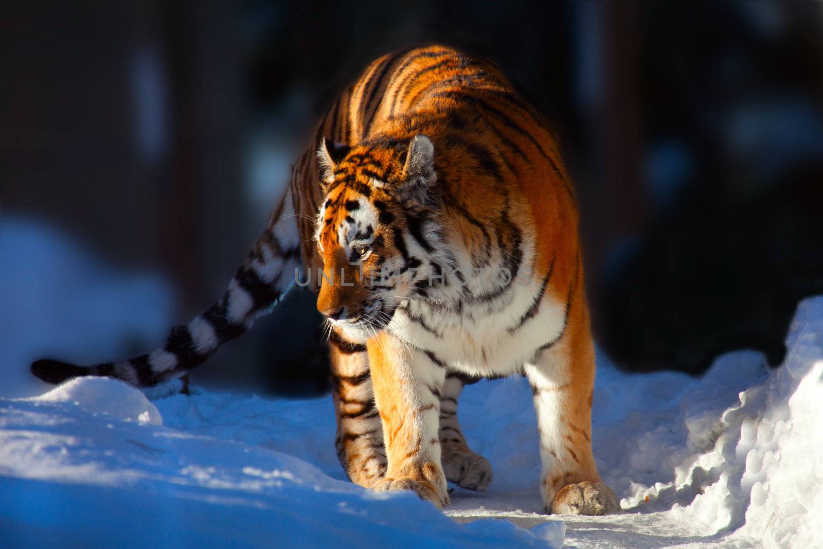 Amur Tiger on white snow during cold winter 