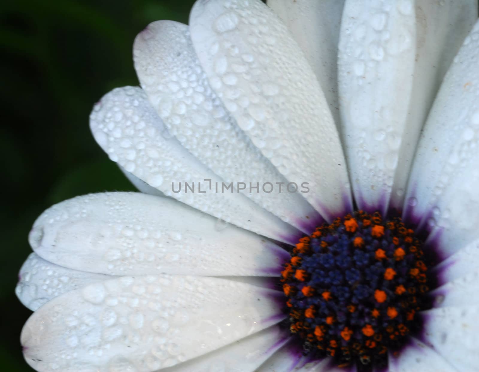 an isolated shot of white African Daisy flower with dewdrops