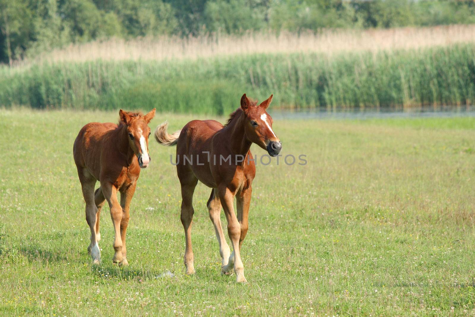 two brown foals running by goce