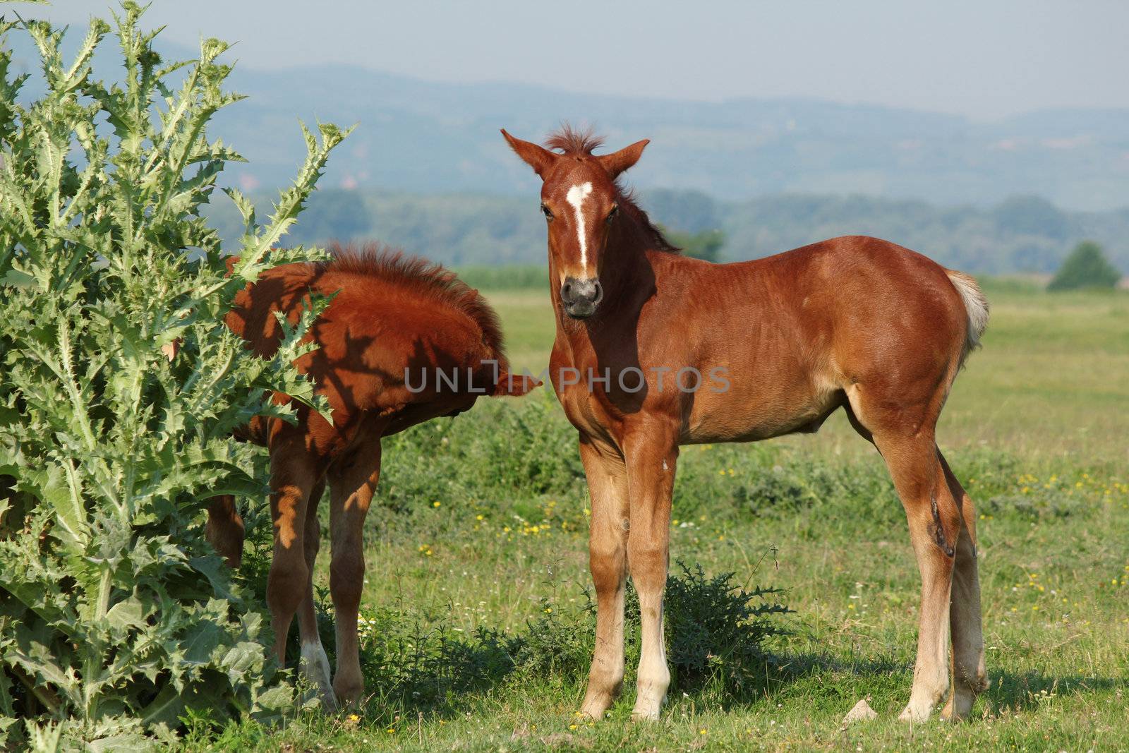 two brown foals by goce