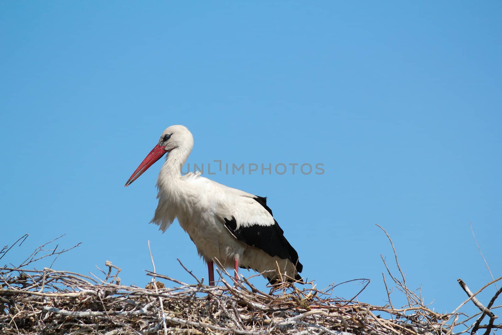 white stork in nest by goce