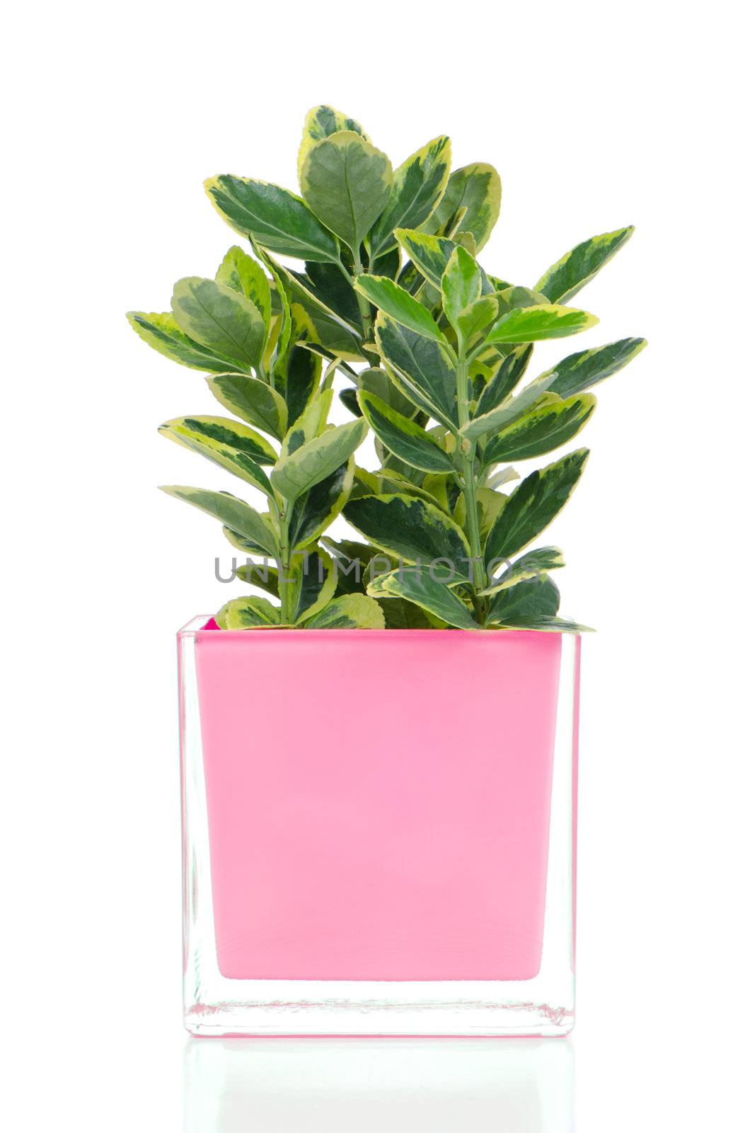 Houseplant in glass pot isolated on white background.