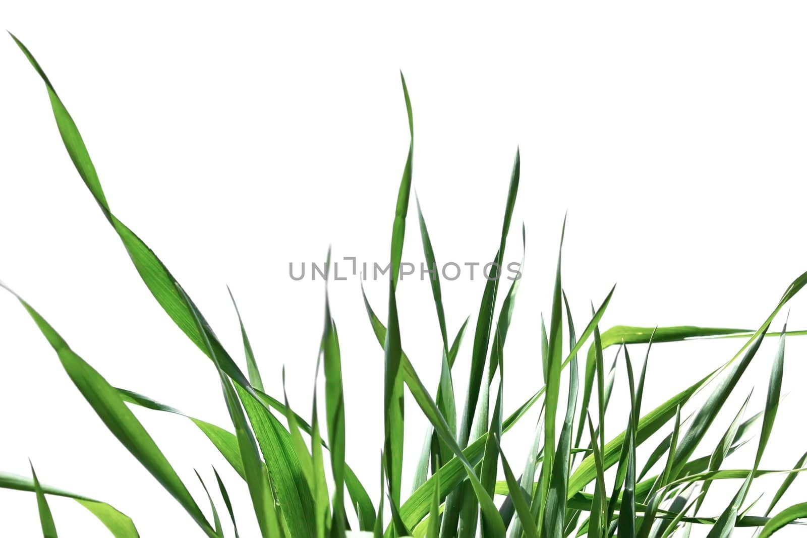 Green grass isolated on the white background