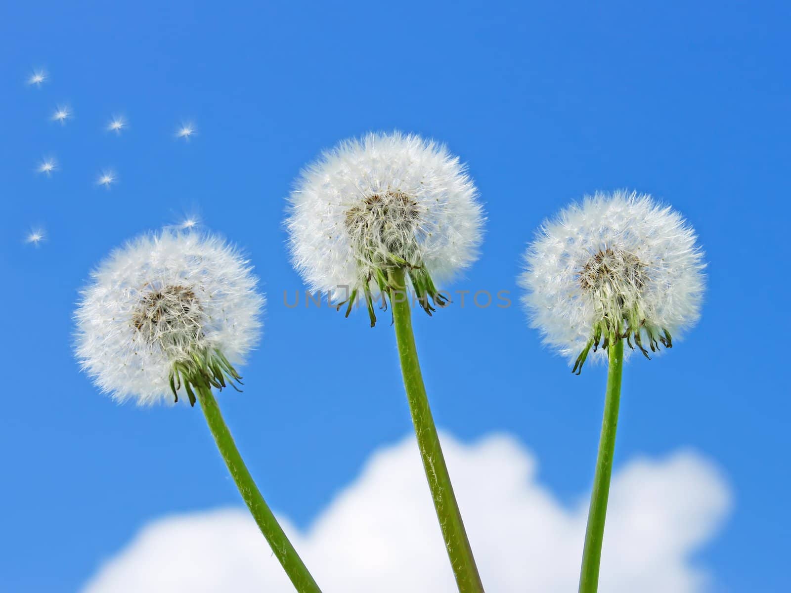 Three dandelion plants on a background of a blue sky with clouds