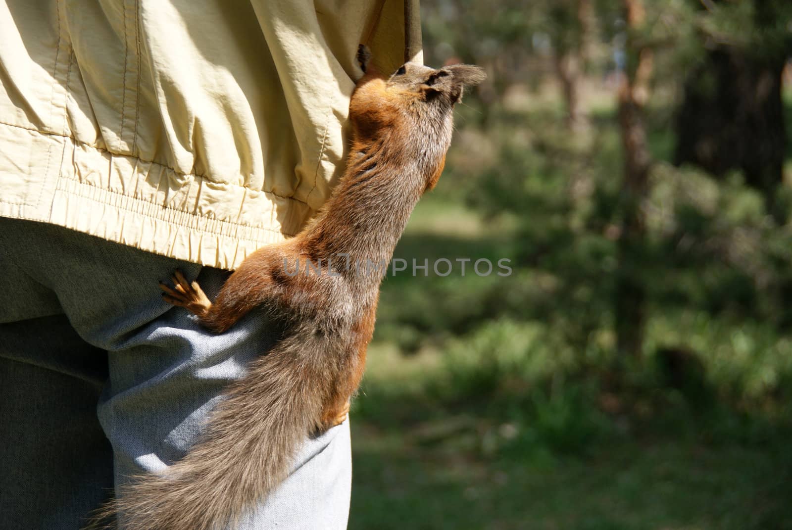 Squirrel  by andrei_kolyvanov