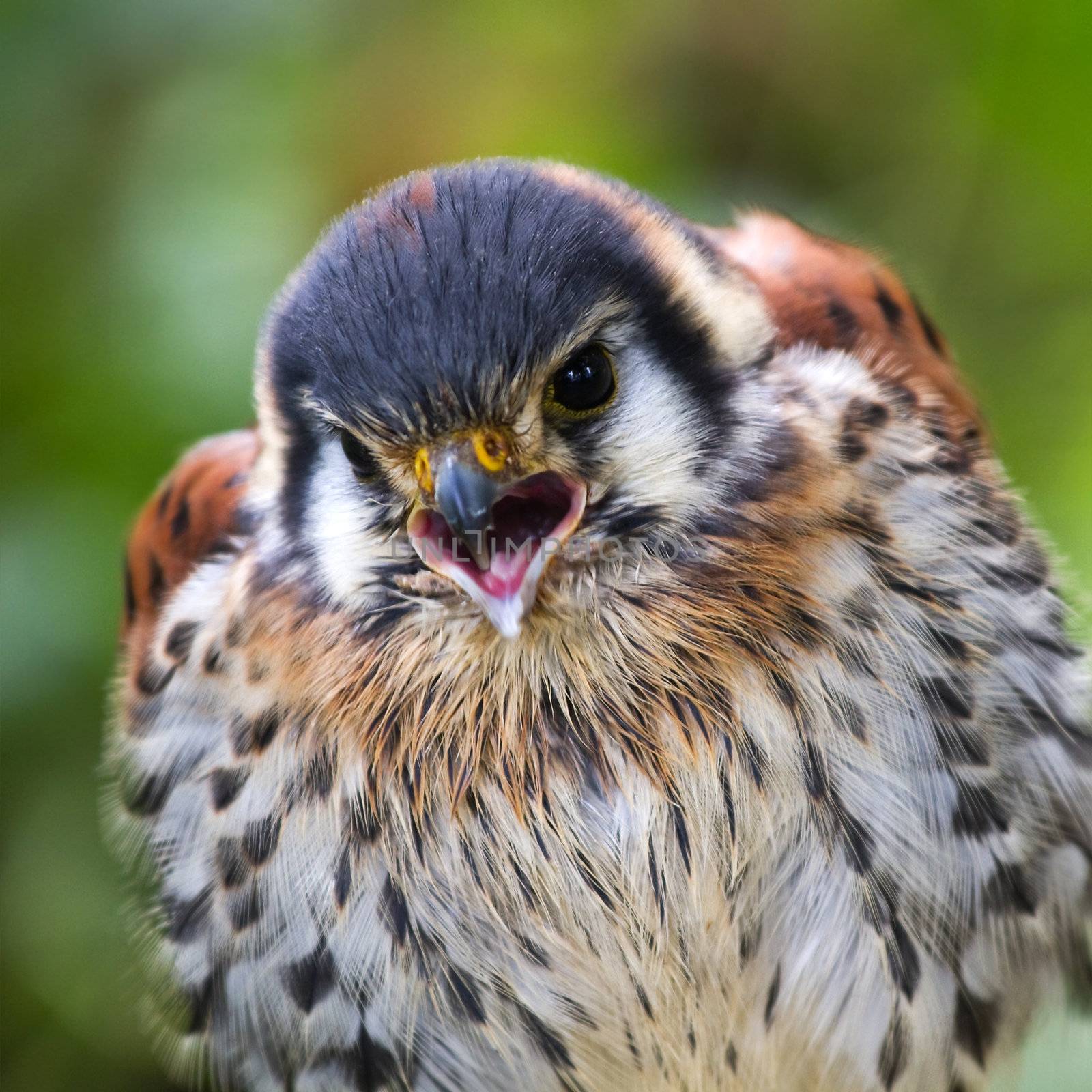 American kestrel or Sparrow hawk screaming - square image