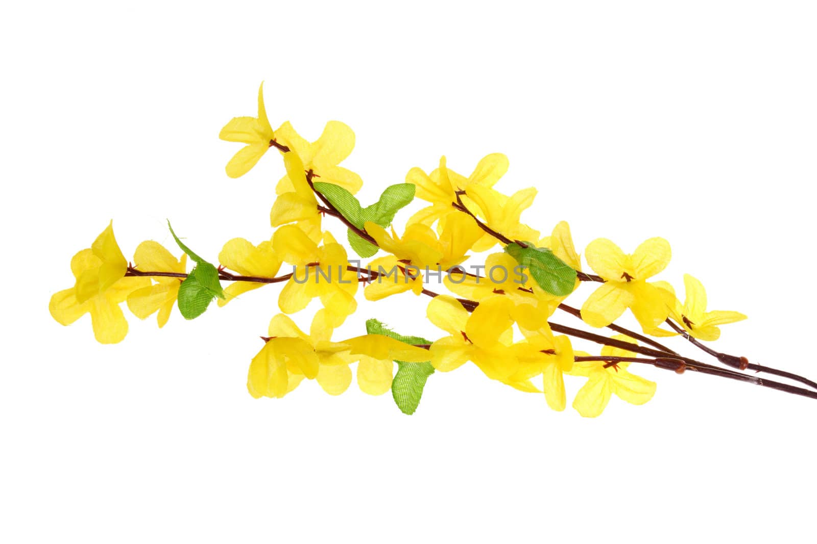 Forsythia flowers photo on the white background