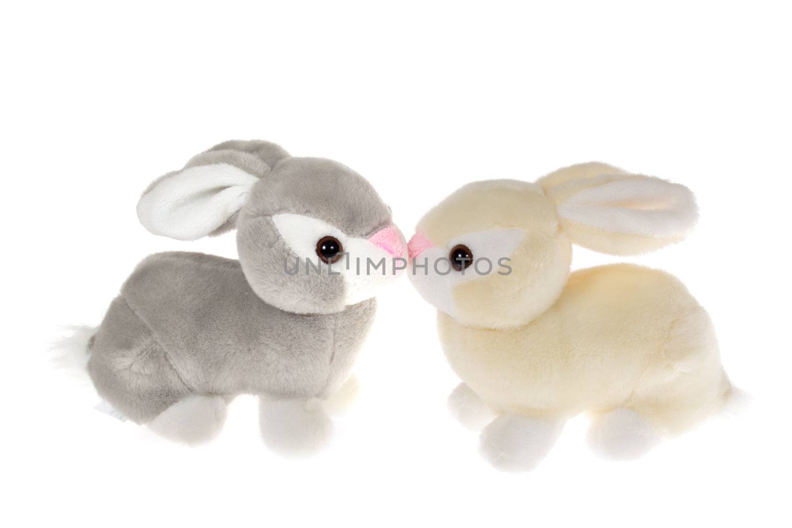 two bunnies, photo on the white background