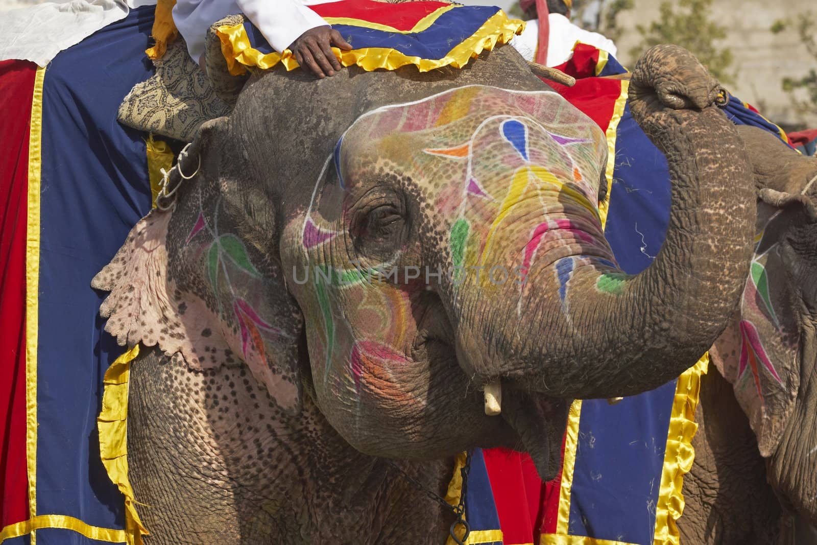 Decorated elephant saluting with its trunk at the annual elephant festival in Jaipur, India