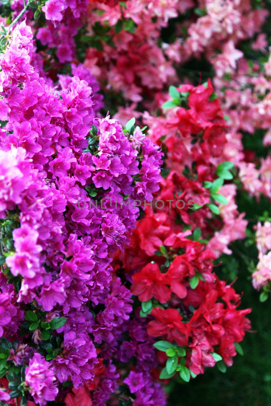 different Rhododendron - flowers - portrait