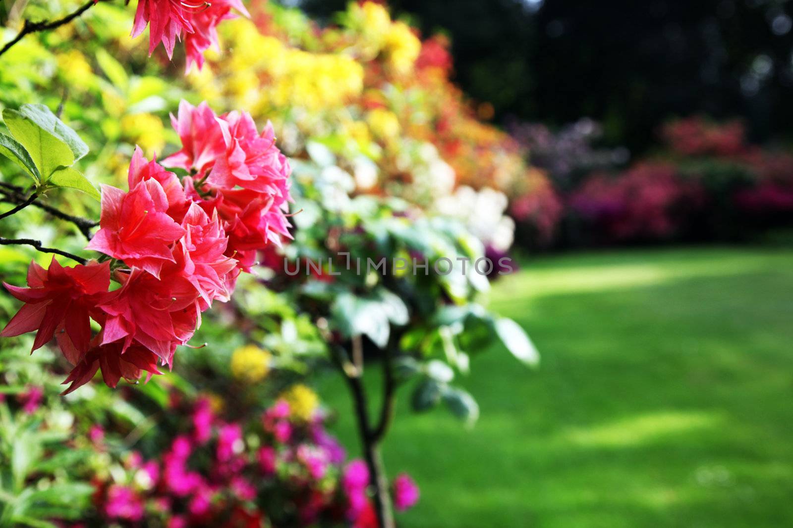 Rhododendron - close up