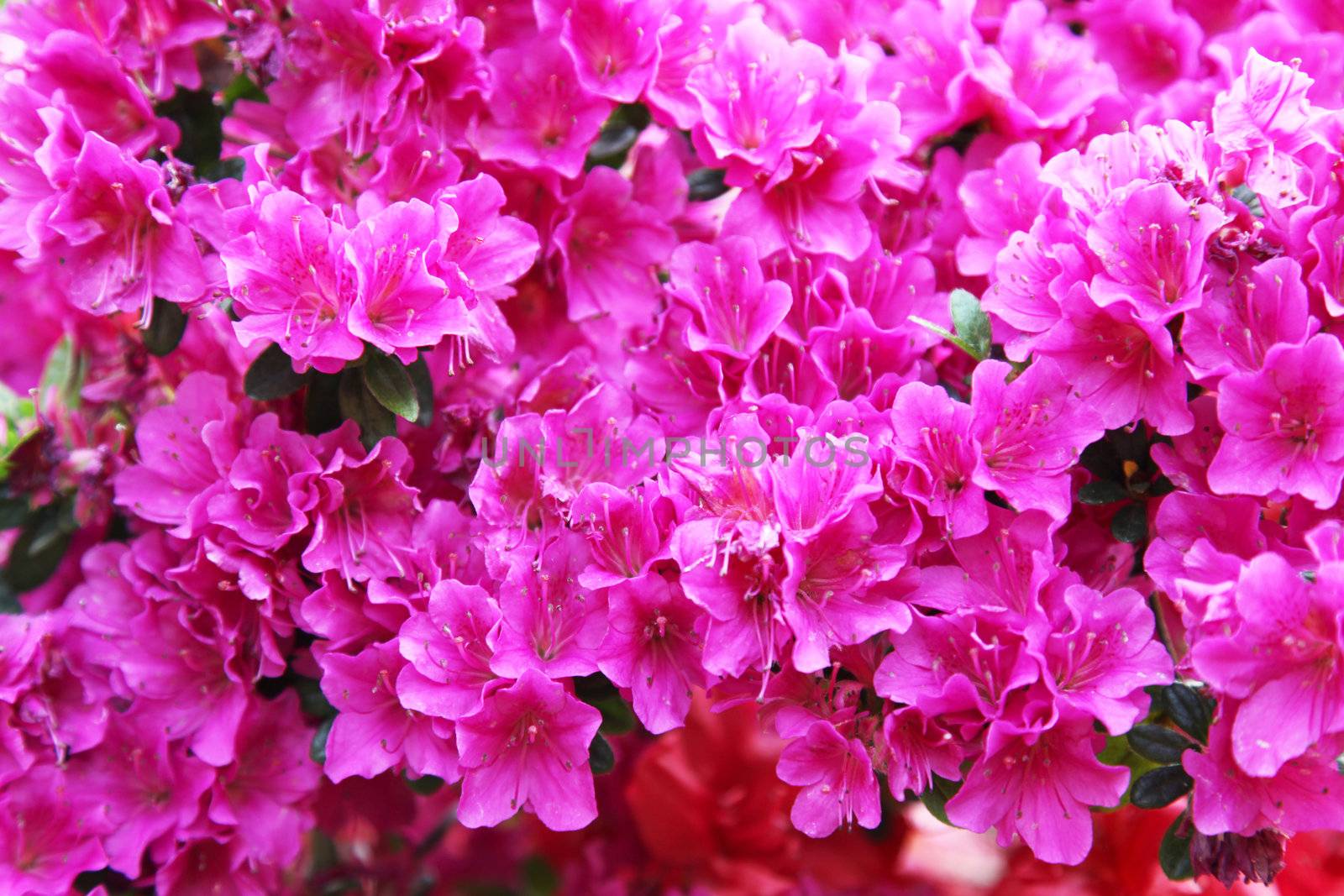 Red and pink rhododendron - close up