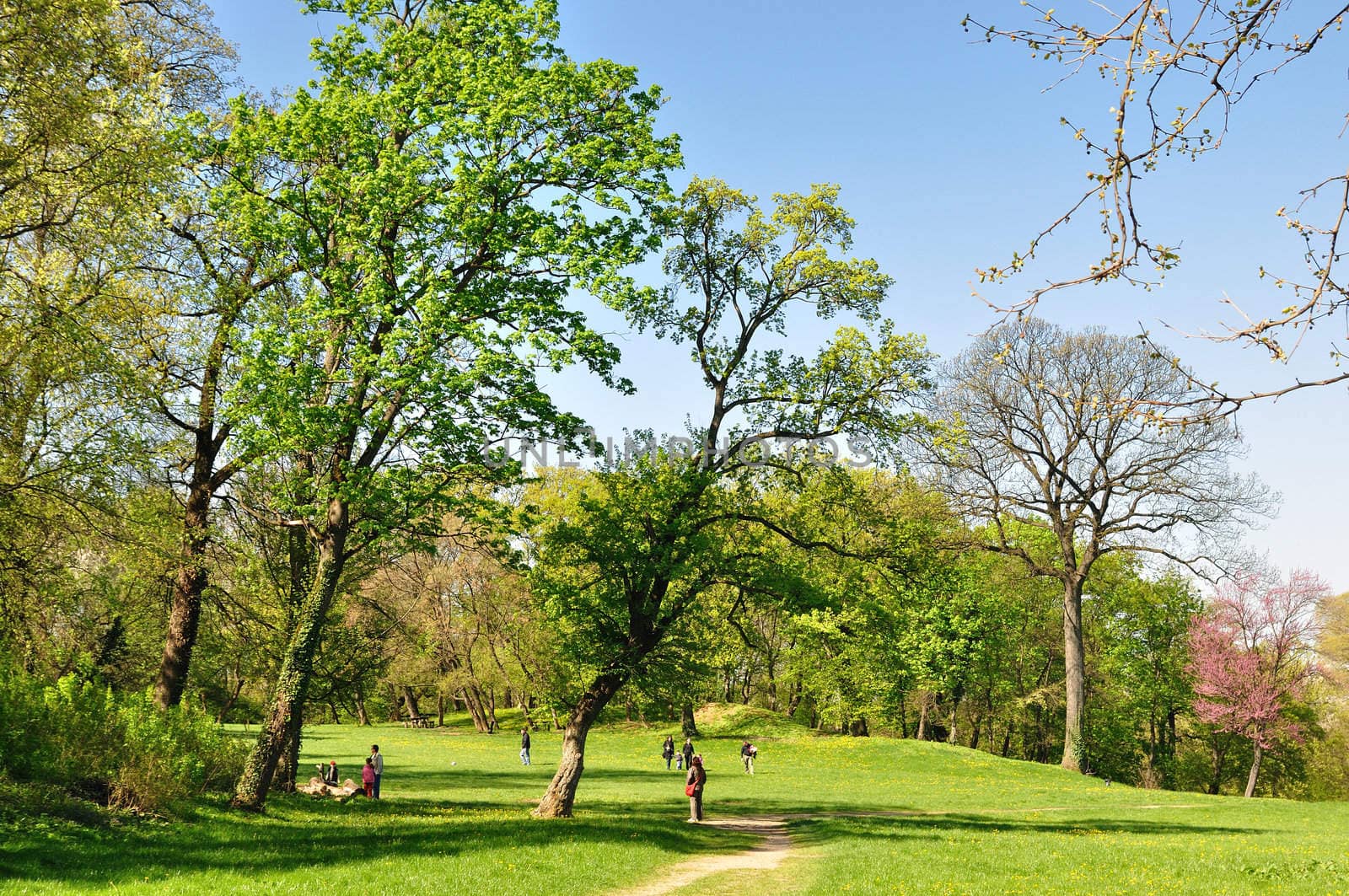 Spring morning with blossom trees in the park