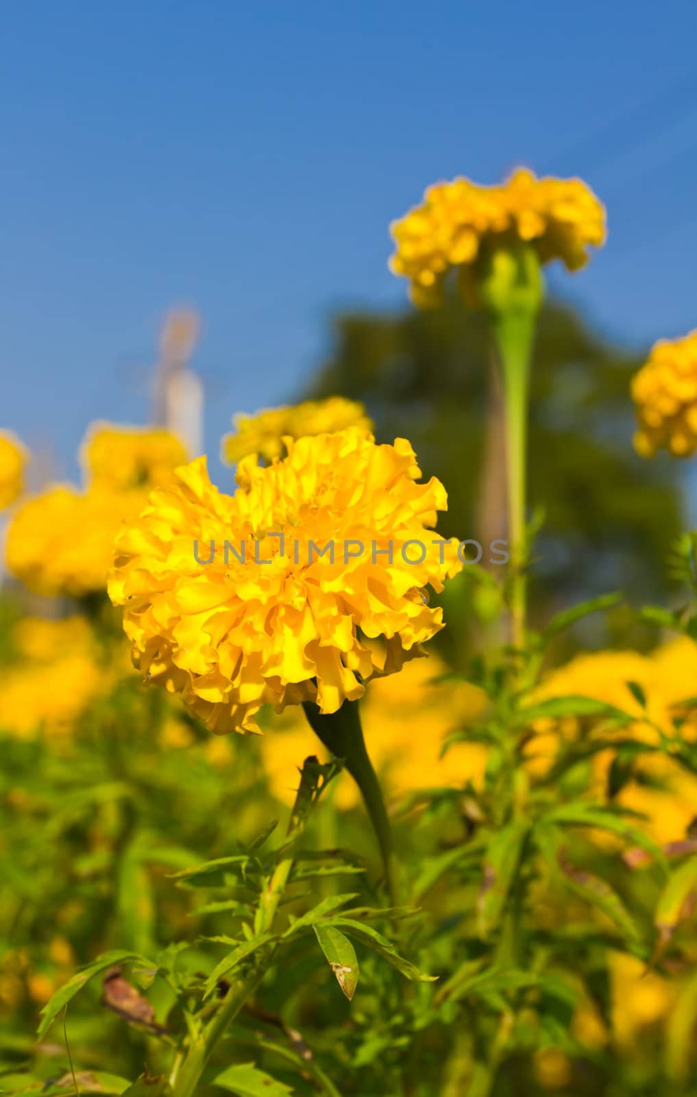 marigold garden