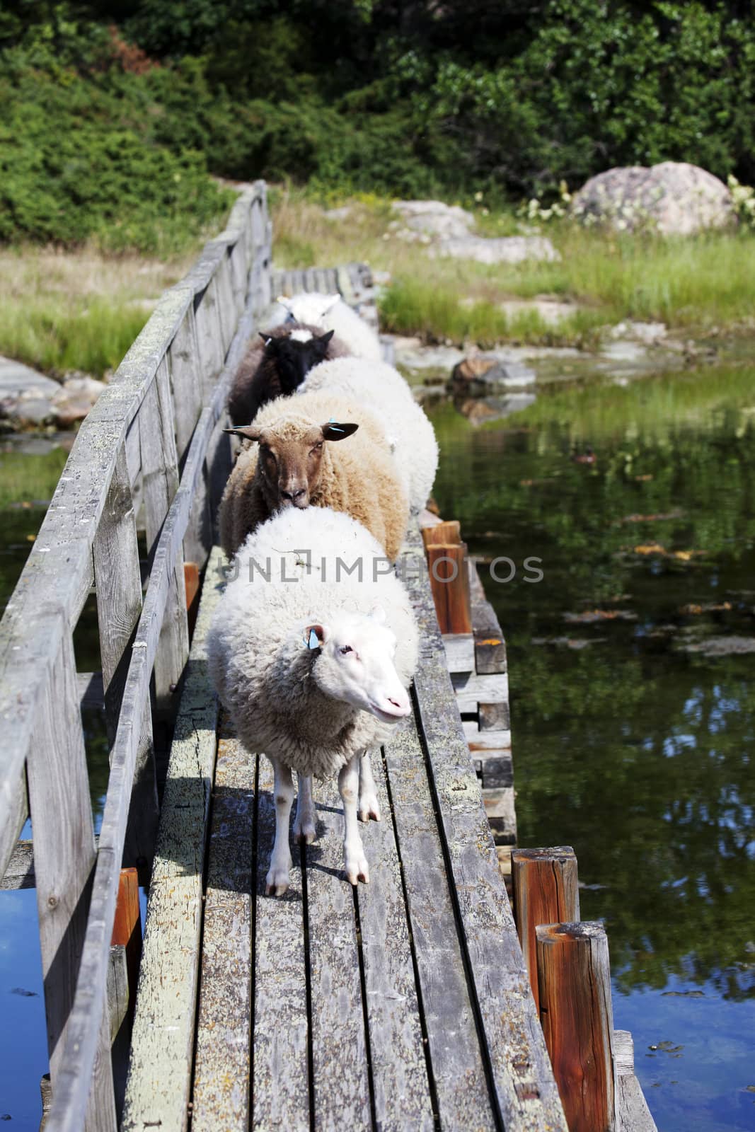Lamb on the old bridge over water