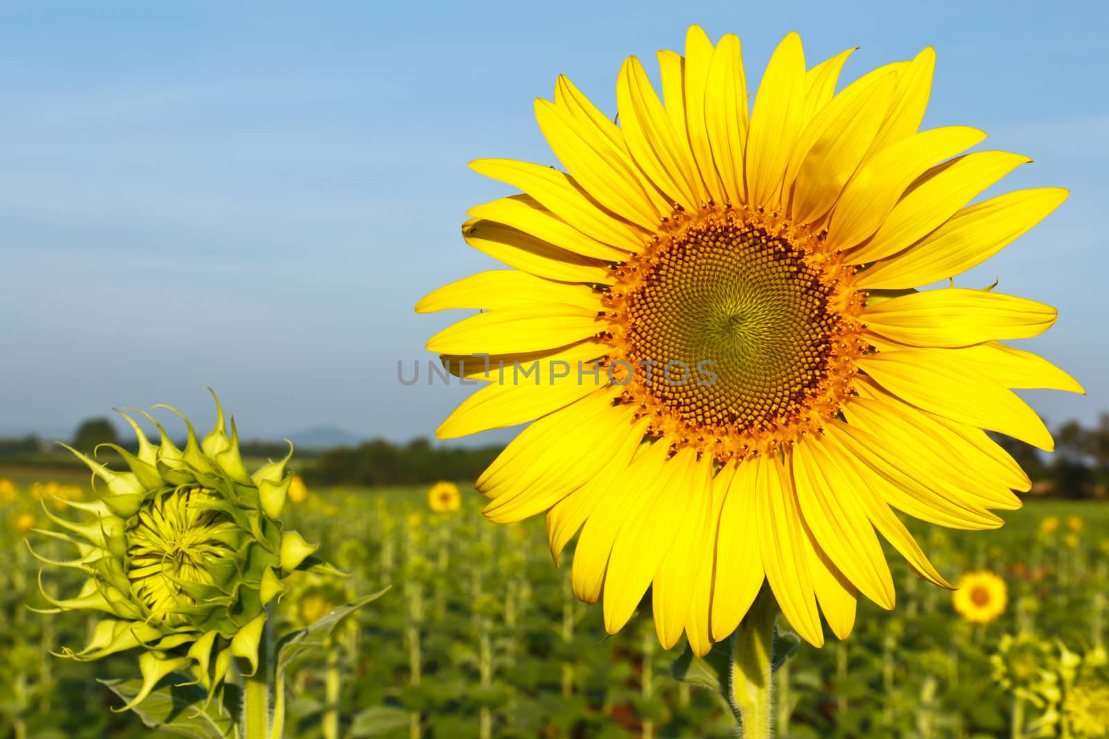 Sunflower field and blue sky