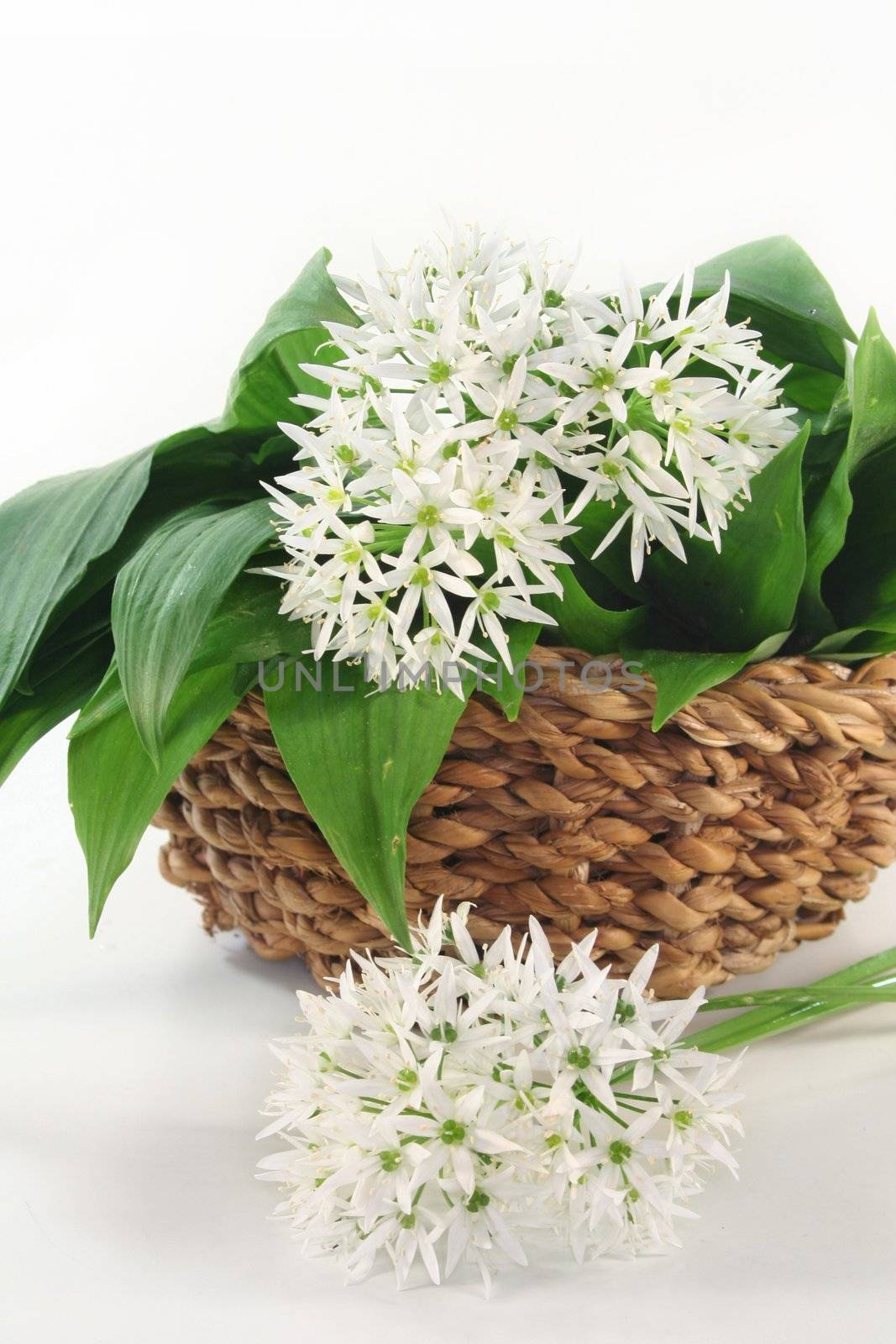 fresh wild garlic leaves with flowers in a basket