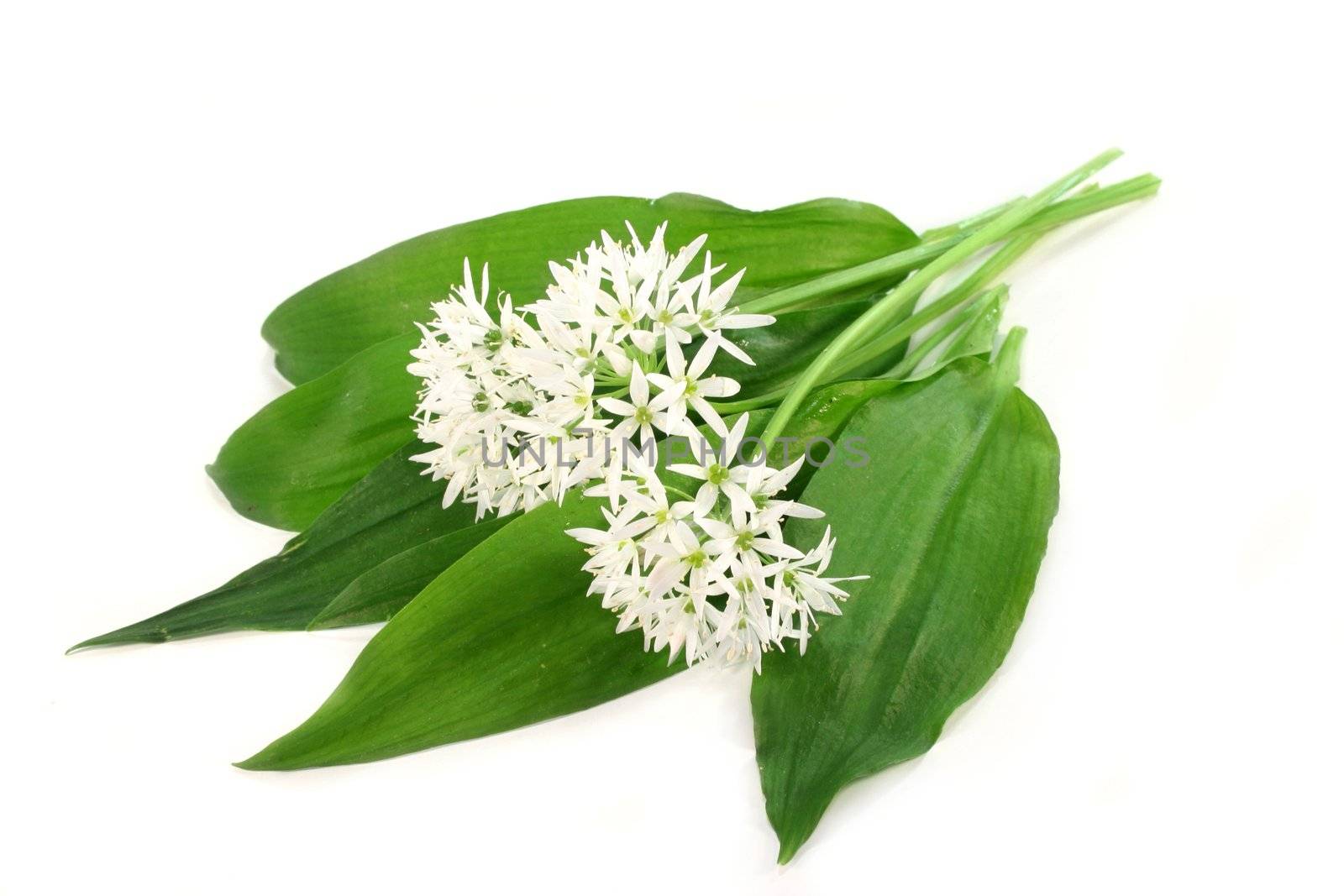 fresh wild garlic leaves with flowers on a white background