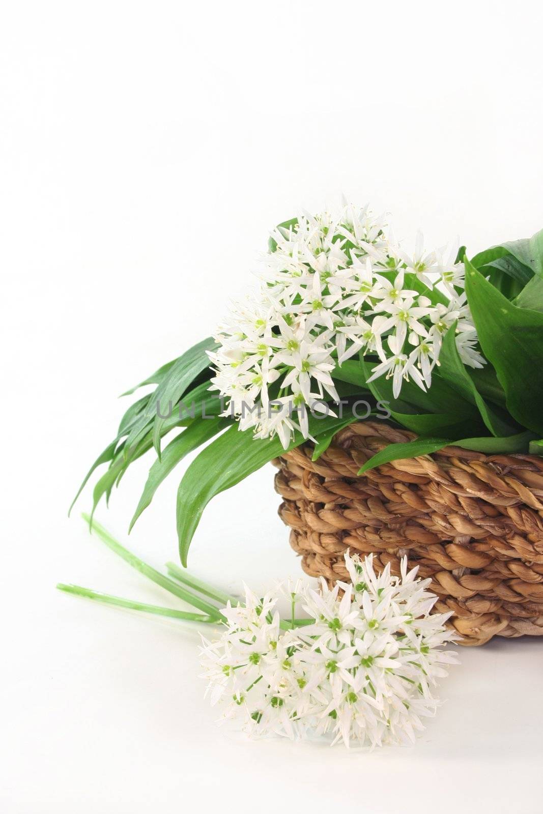 fresh wild garlic leaves with flowers in a basket