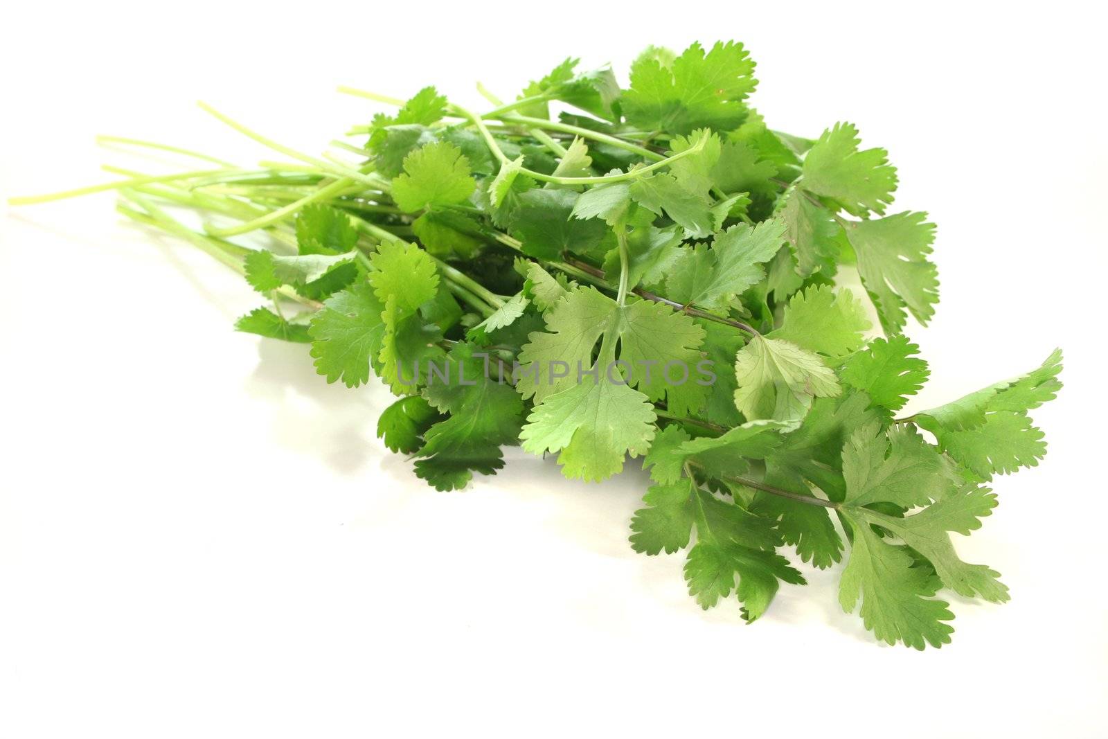 a bunch of fresh Coriander on a white background