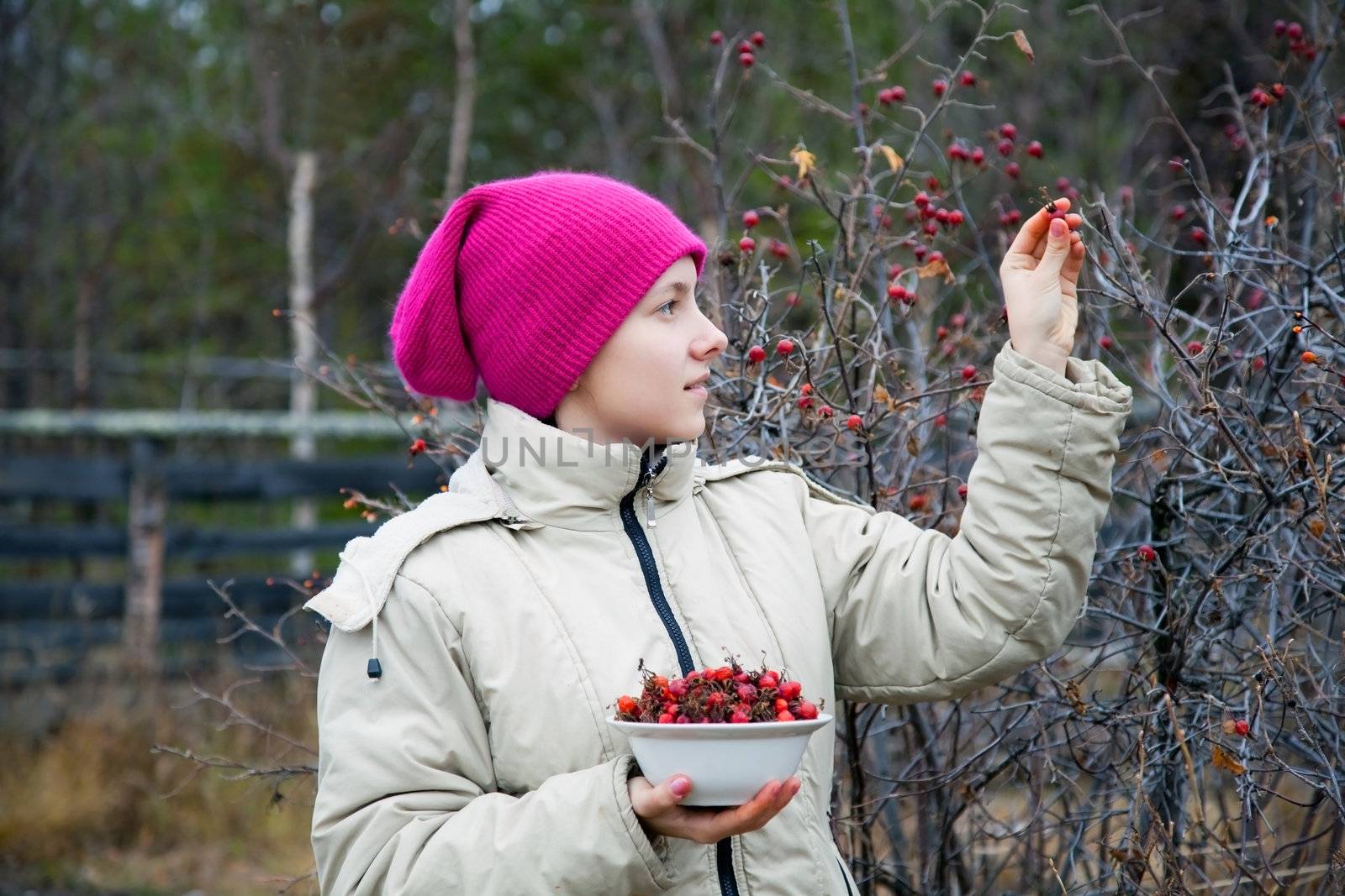 A girl collects in the bowl  eglantine