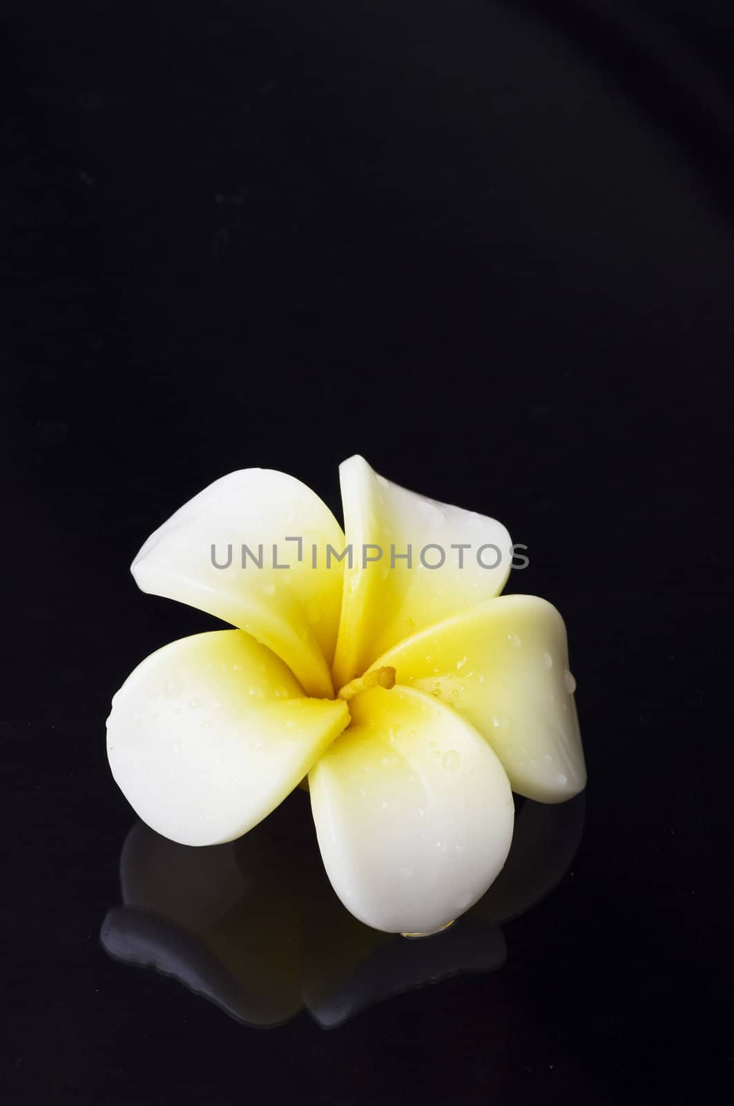 a flower candle on black background