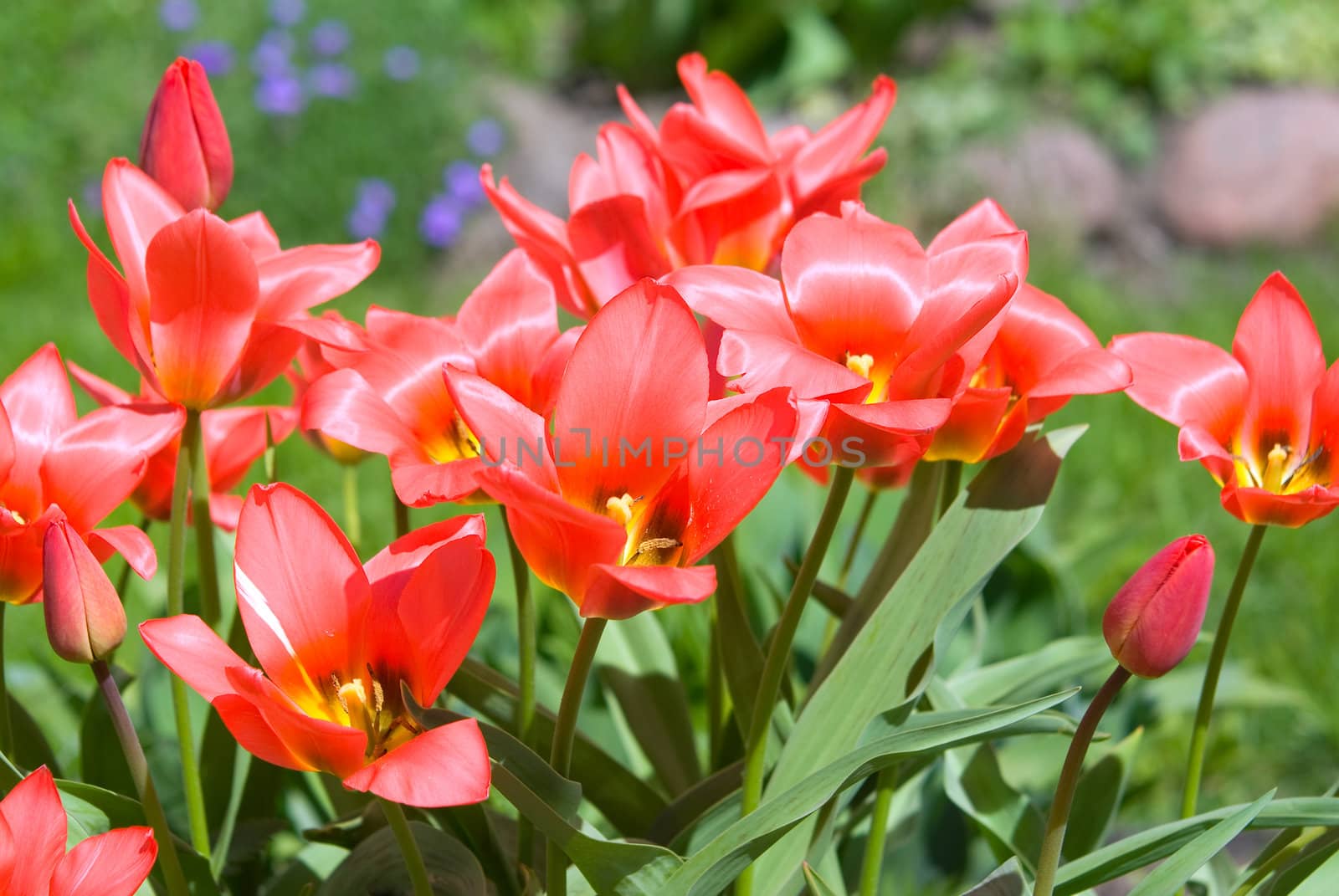 Red blooming tulips on te green field