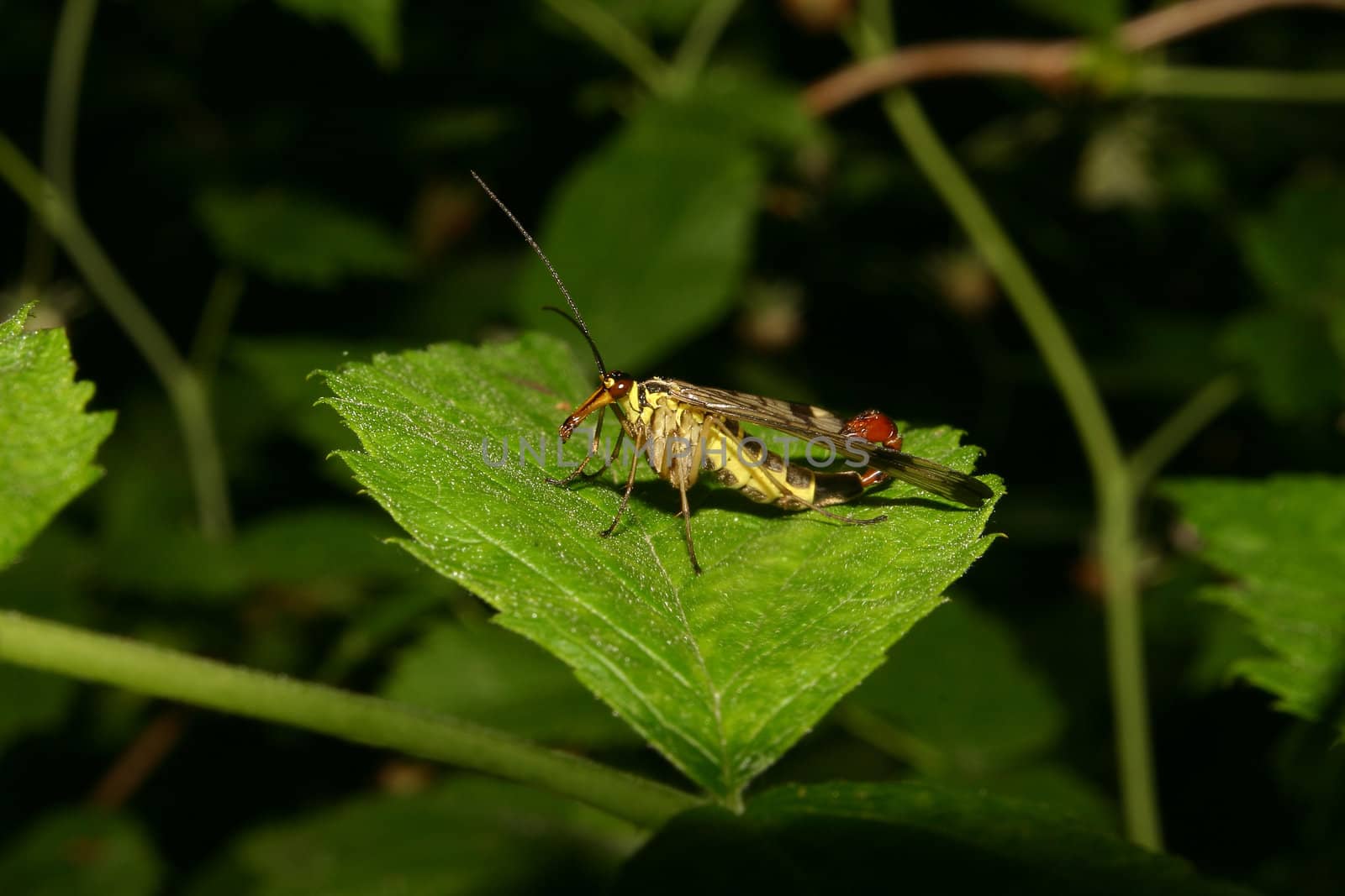 Common scorpionfly (Panorpa communis) - male on a leaf