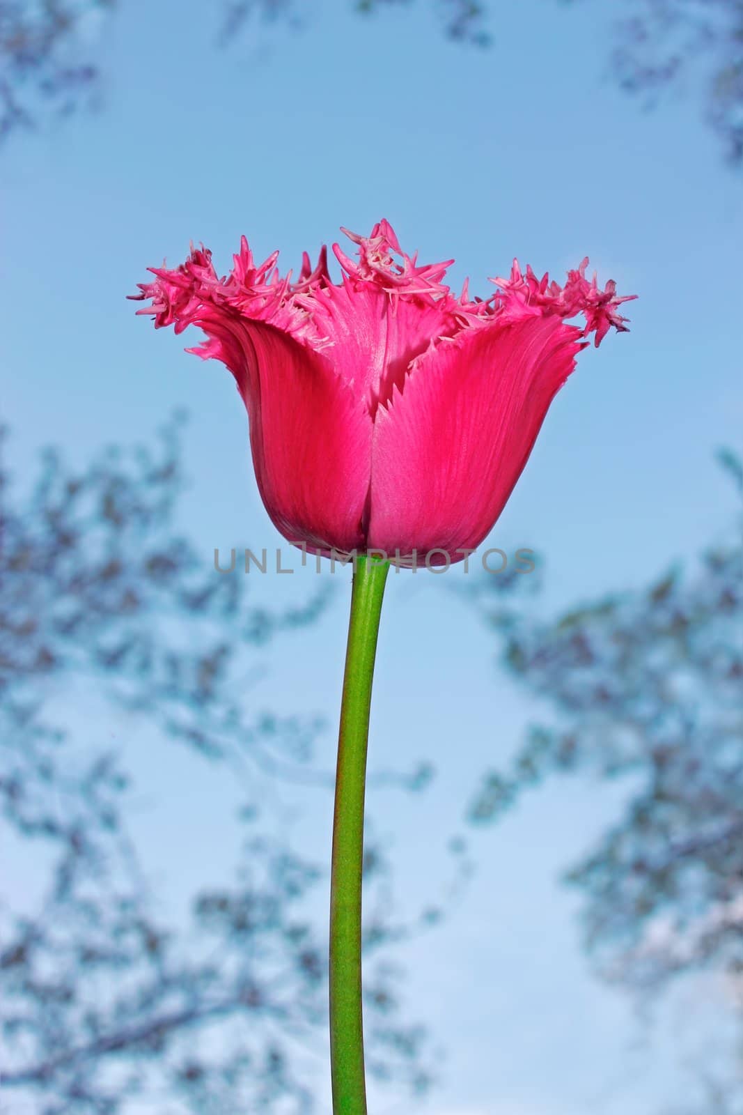 Tulip flower on a background of a blue sky and trees