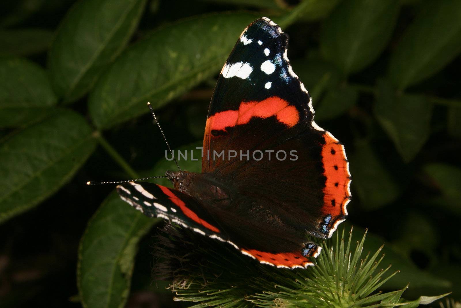 Red Admiral (Vanessa atalanta) by tdietrich