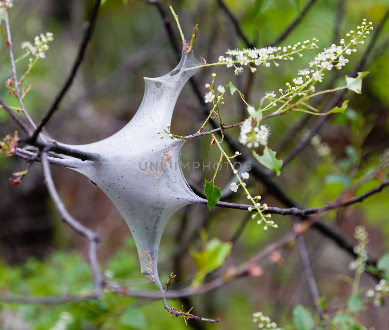 Close up of the nest of web worms or caterpillars that eat the foliage of young trees
