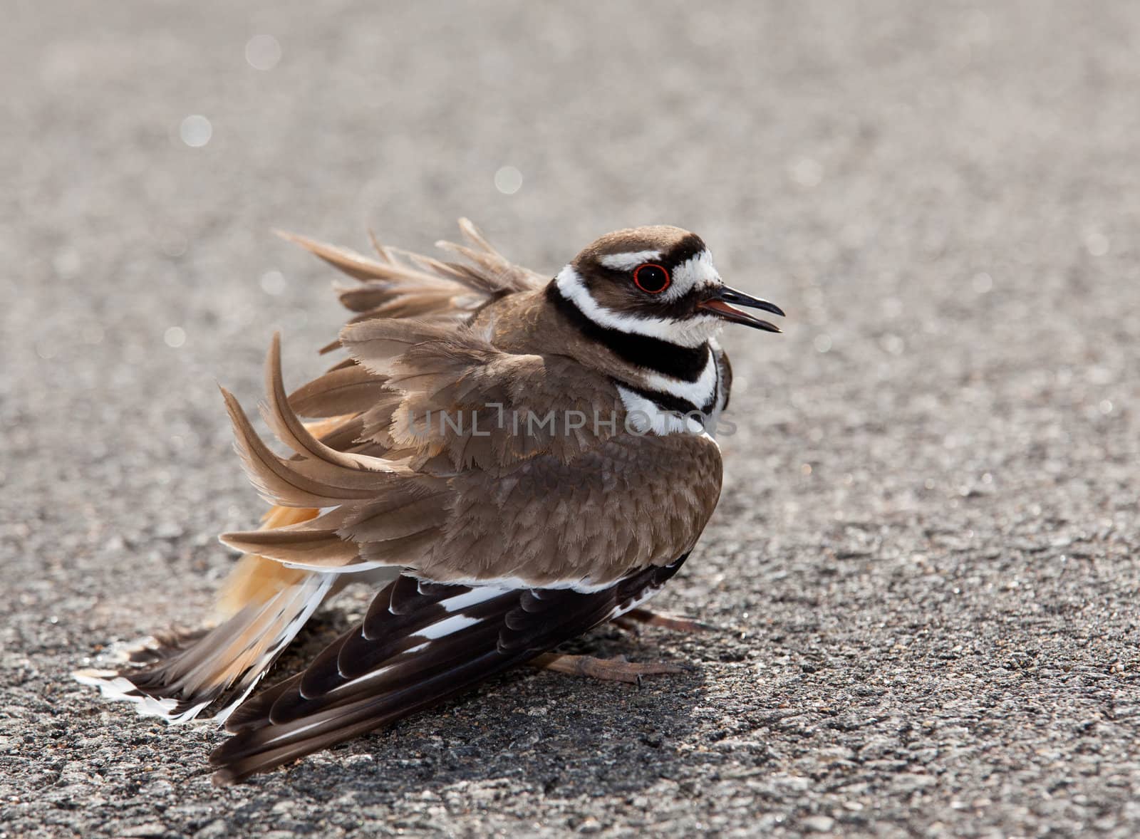Killdeer birds lay their eggs on the ground by the side of roads and display an aggressive posture to ward of any dangerous animals