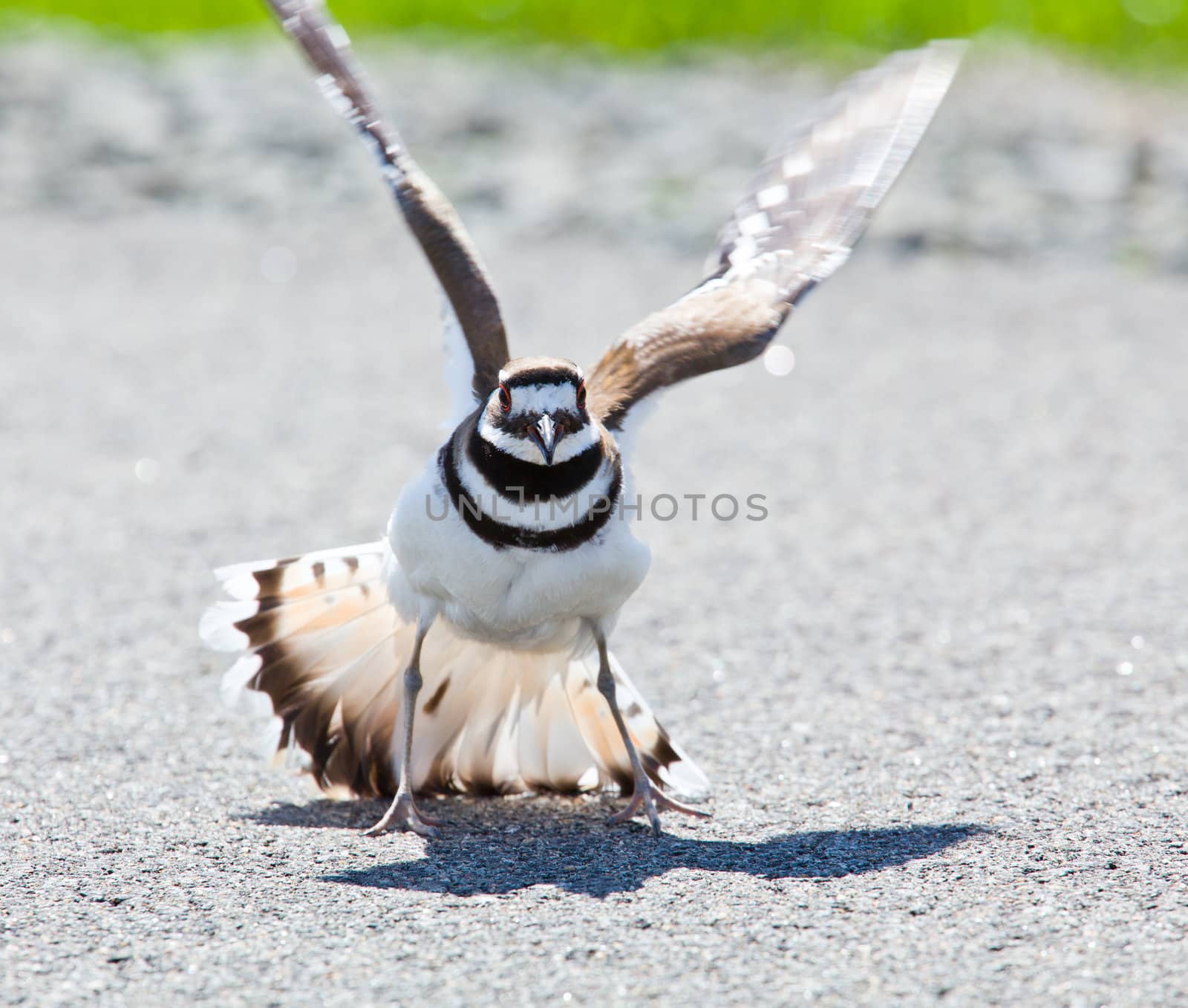 Killdeer bird warding off danger by steheap