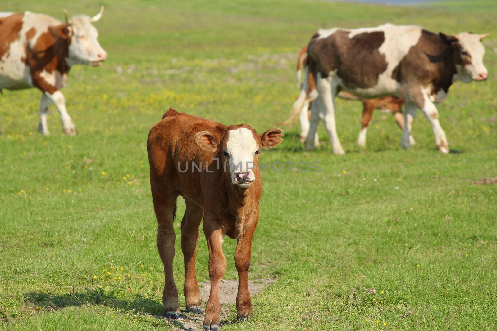 brown calf and cows in pasture by goce