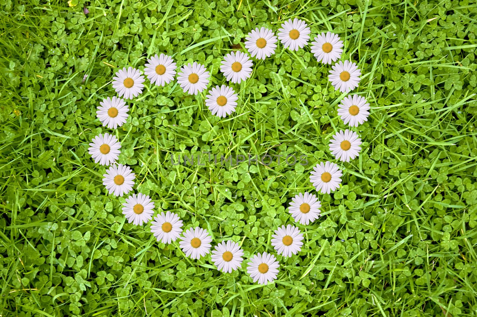 a heart made of daisies on green background