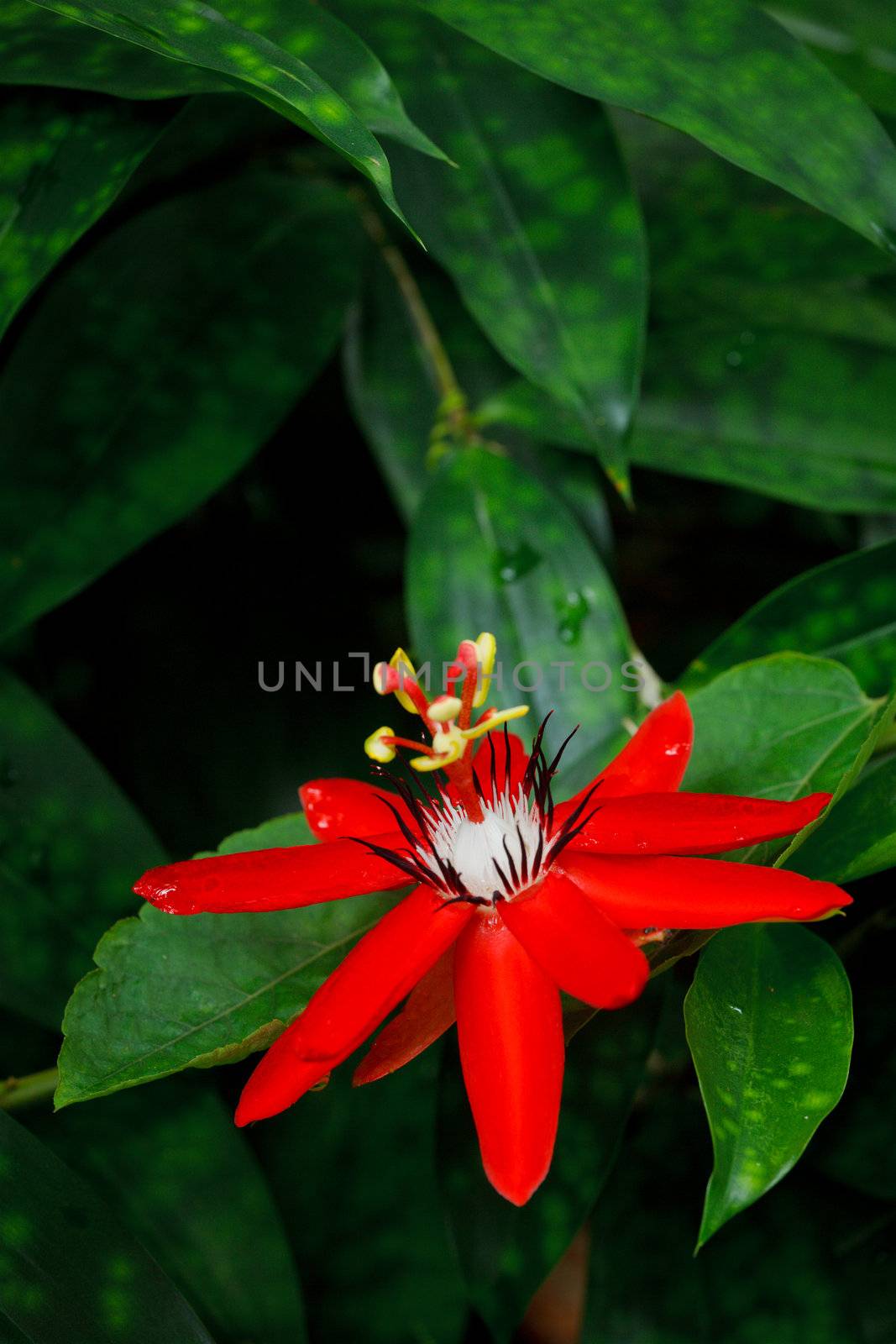 Red Passion Flower by dimol