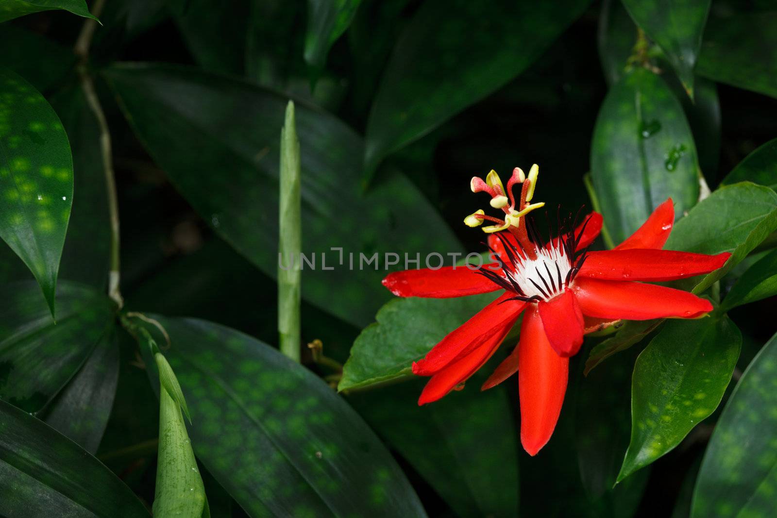 Red Passion Flower by dimol