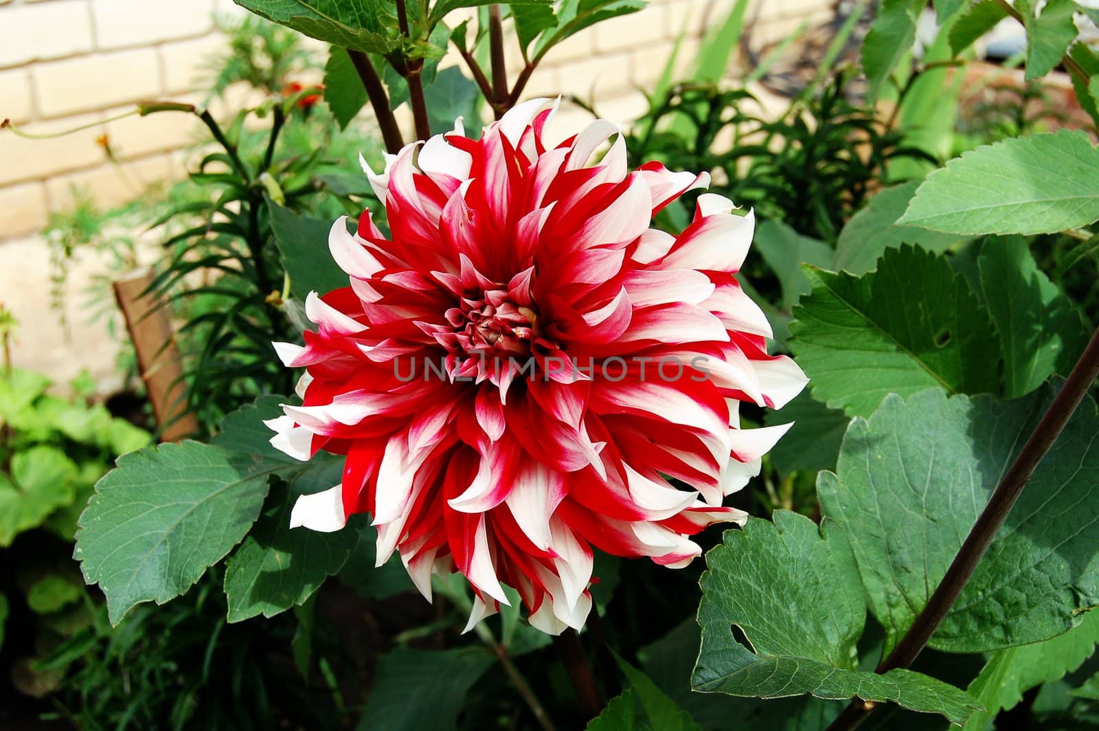 dahlia blossom against a background of grass and a brick wall