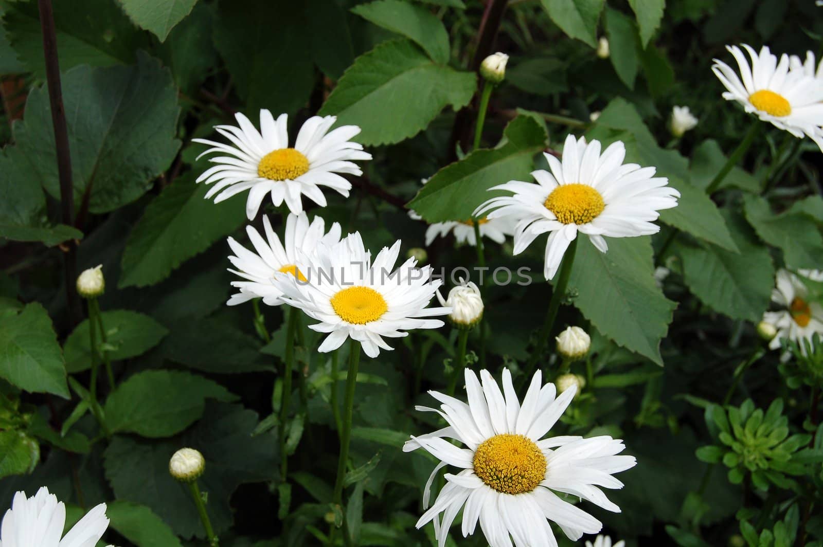 White daisies on a background of leaves