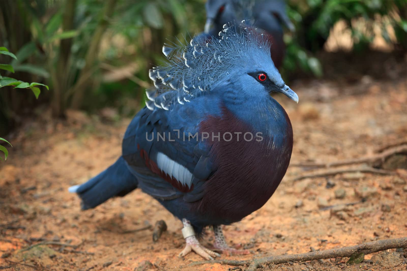 Victoria crowned pigeon by dimol