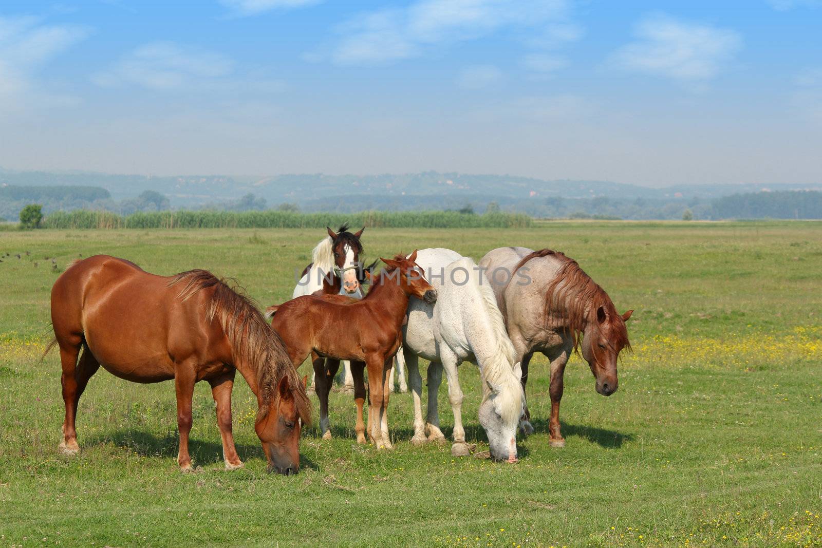 horses and foal in pasture by goce