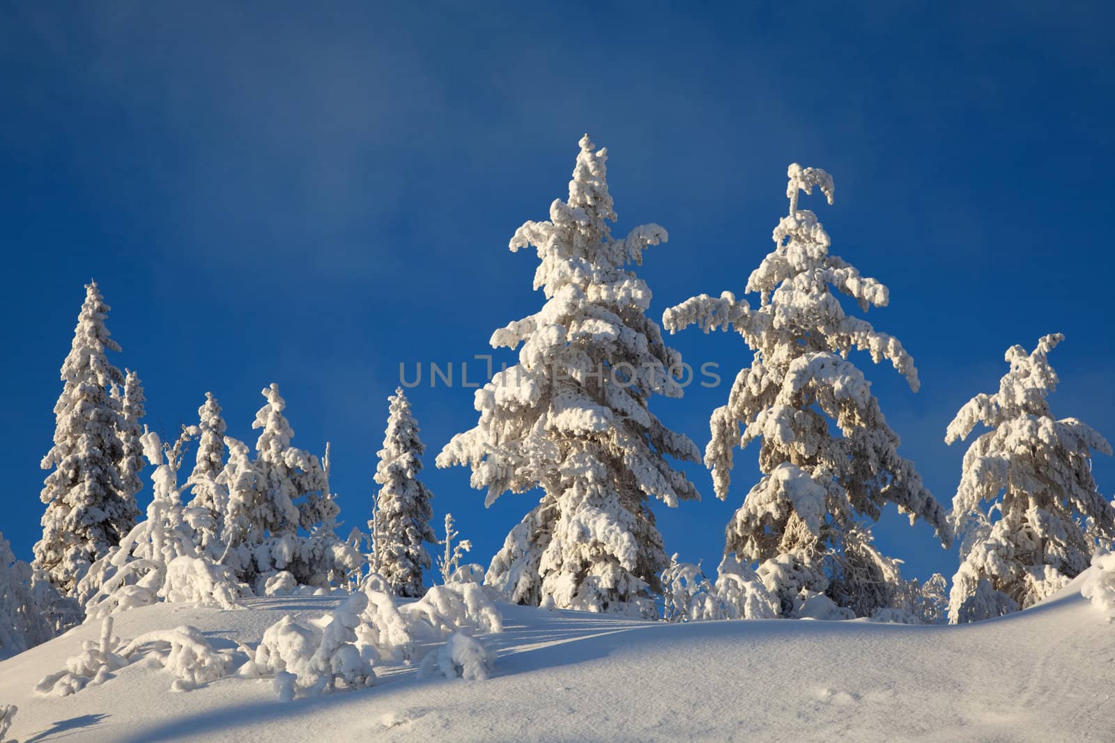 Winter landscape in the woods on a snowy hill