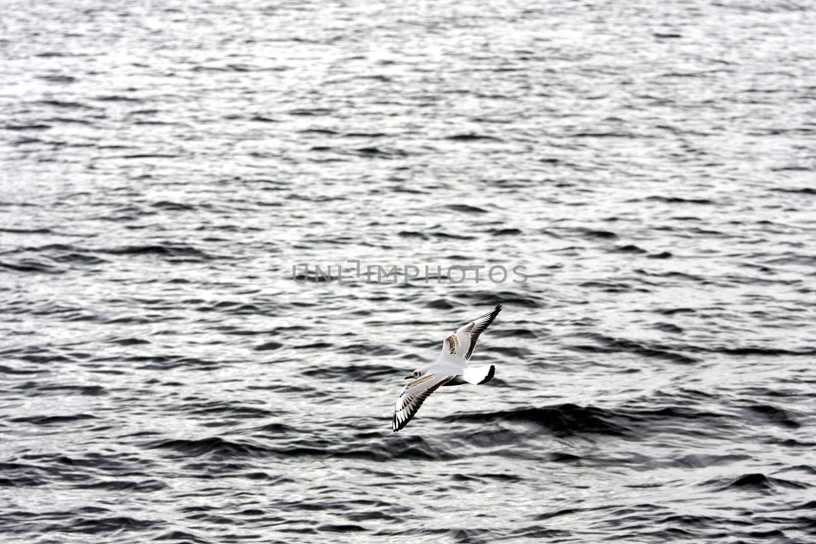 Seagull in flight with background of the sea