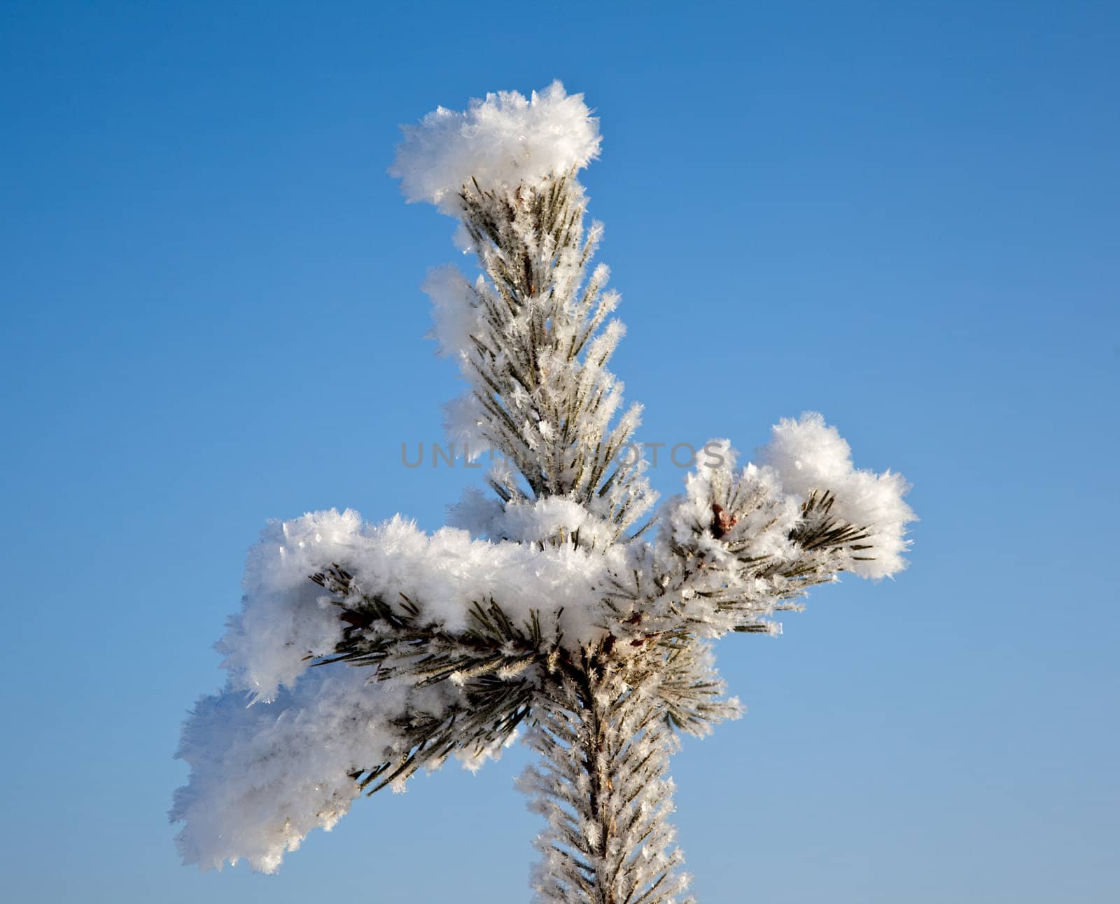 tree branch in the crystals of snow against the blue winter sky