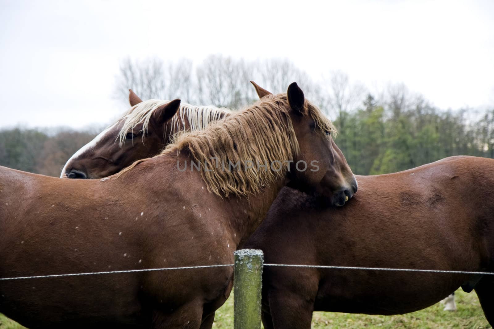 Horses in a Farm in Germany