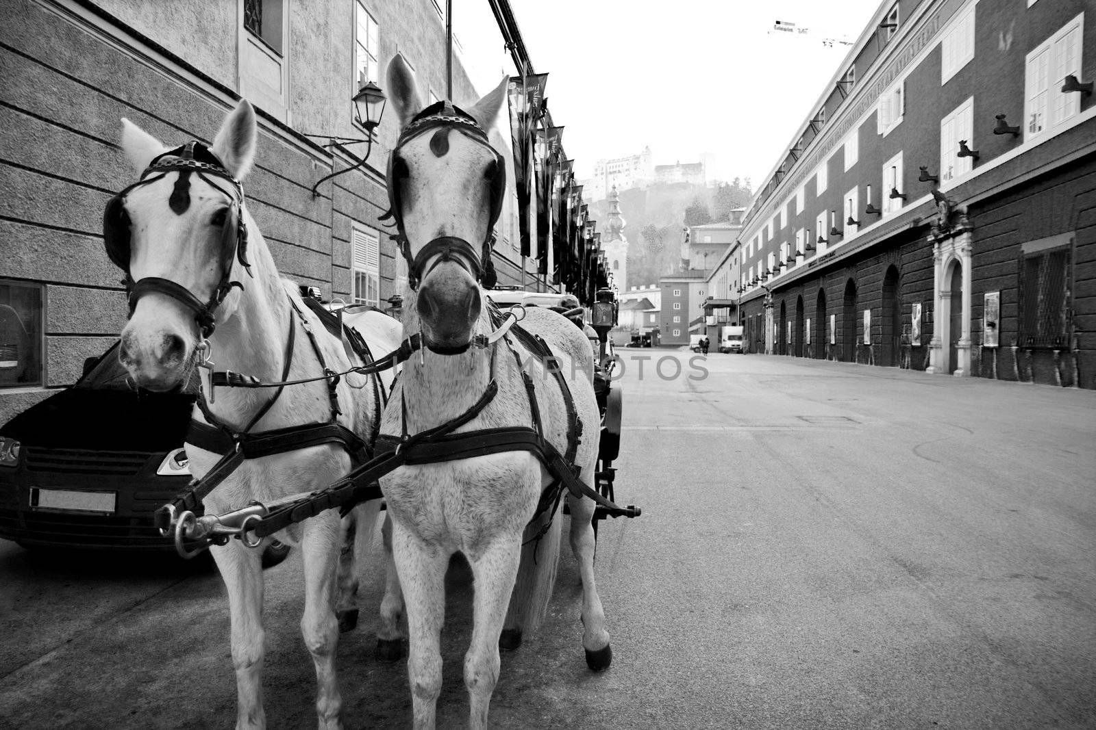 Riding horses in city center of Salzburg, Austria by evgeshag