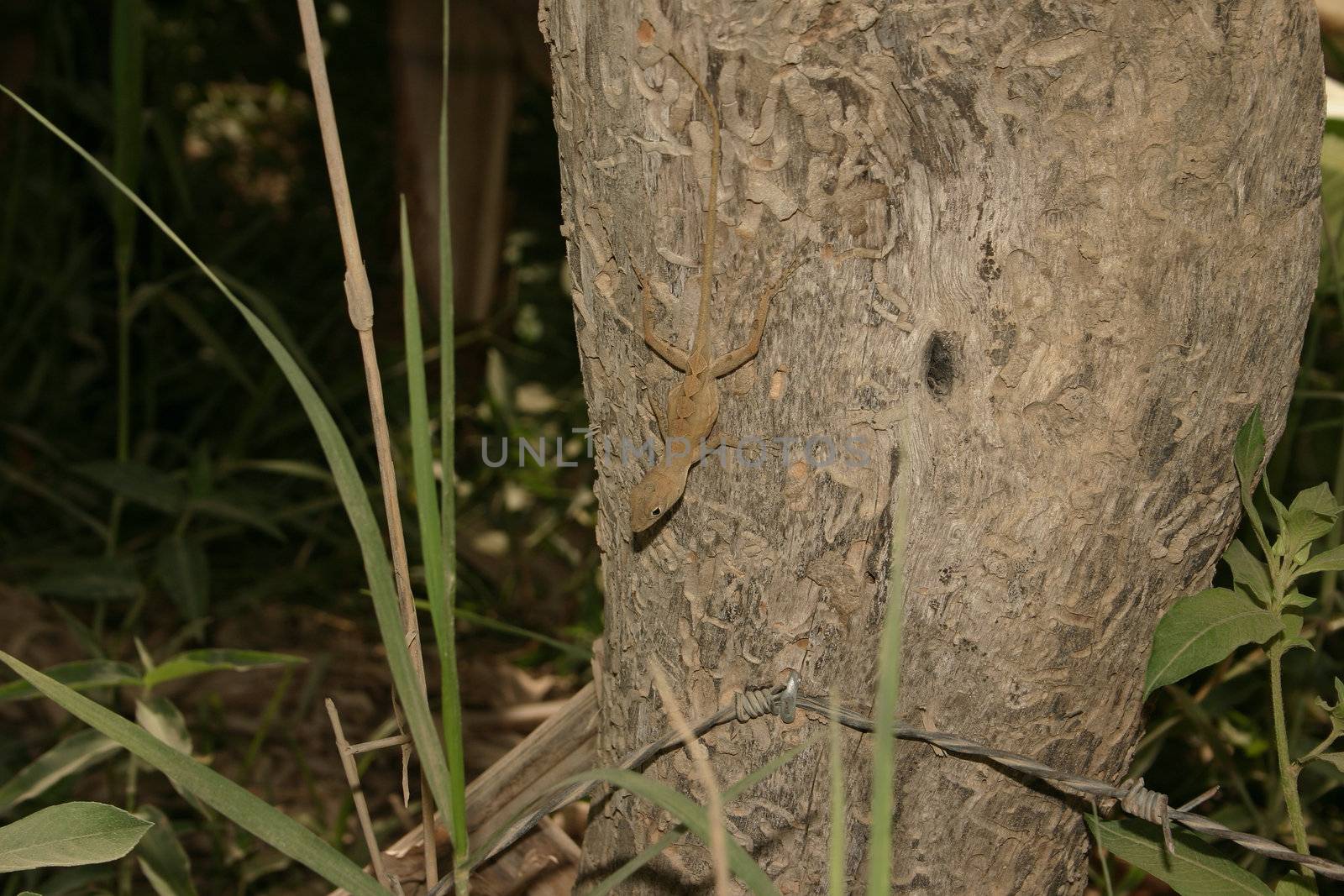 Anolis on a tree in habitat, in the Dominican Republic