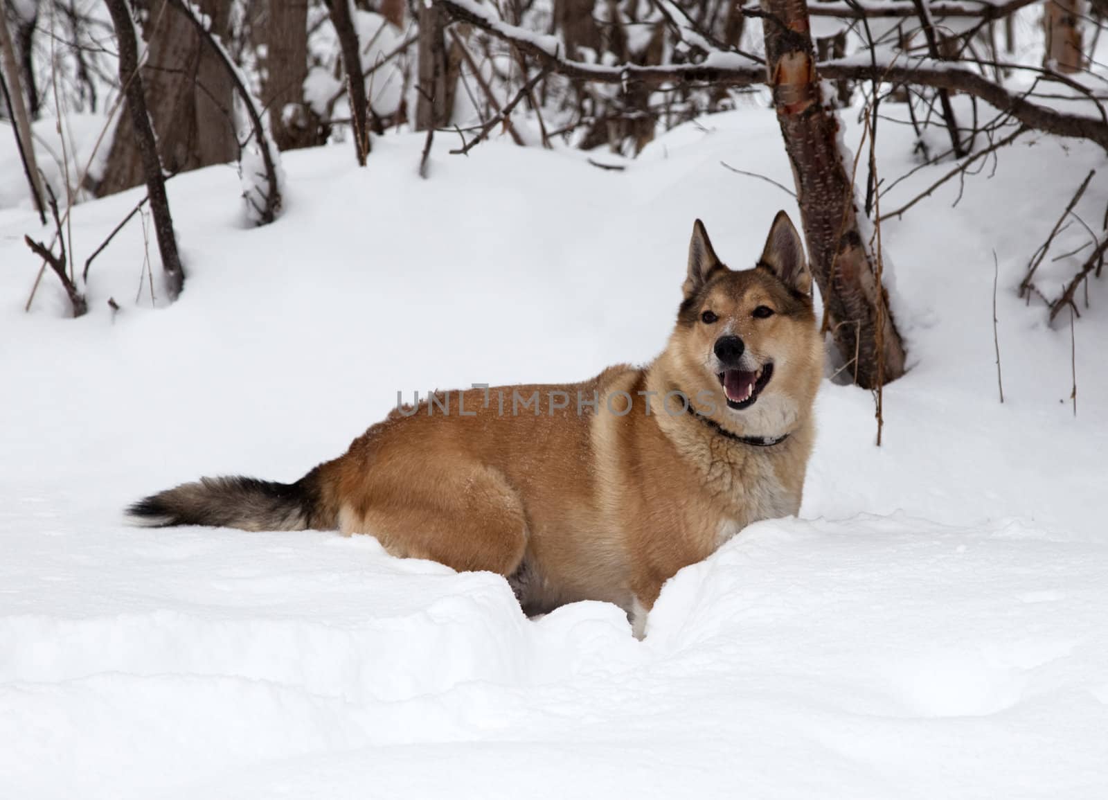 The dog pursues prey on snow