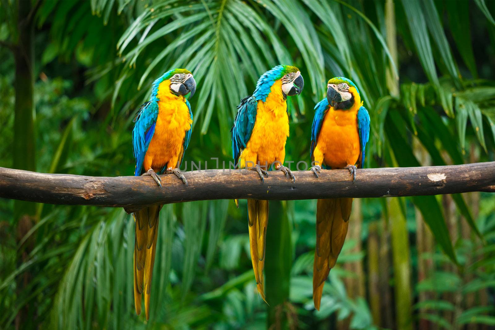 Blue-and-Yellow Macaw (Ara ararauna), also known as the Blue-and-Gold Macaw